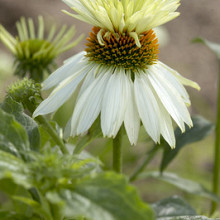 Echinacea