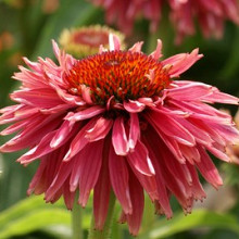 'Purple Dahlia'