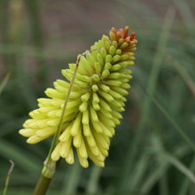 'Fiery Twisted Candlelight'