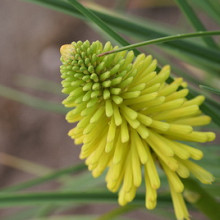 'Bright Yellow Twisted Candlelight'