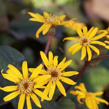 dentata 'Midnight Lady'