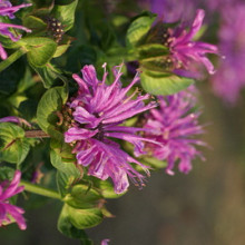 Monarda