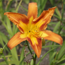 'Fiery Star'