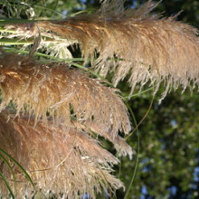 'Copper Mistral'