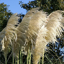 Cortaderia