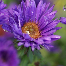 novae-angliae 'Purple Dome'