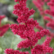 arendsii 'Burgundy Red'