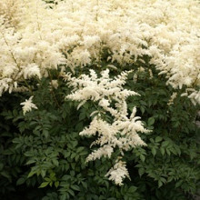 Astilbe