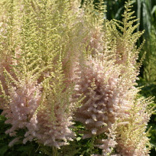 chinensis 'Elderberry Cake'