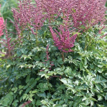 chinensis 'Pink Passion'