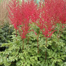 chinensis 'Raspberry Cake'