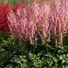 chinensis 'Wedding Bouquet'