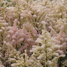 japonica 'Peach Blossom'