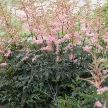 Simplicifolia 'Hennie Graafland'