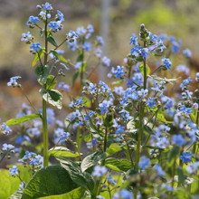 Brunnera