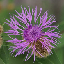 Centaurea