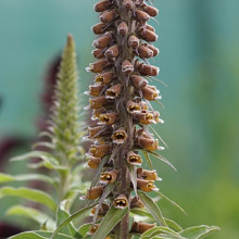 Digitalis