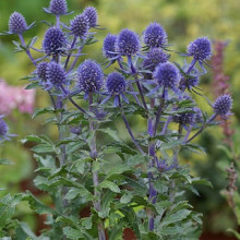 Eryngium