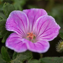 sanguineum 'Canon miles'