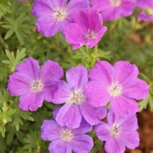 Geranium