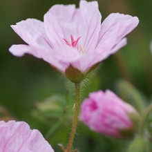 sanguineum 'Striatum' 