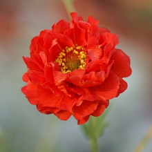 Geum