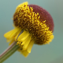 'Autumn Lolly Pop'