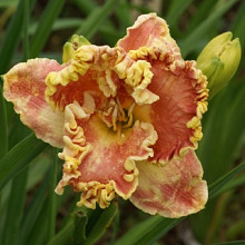 'Barbara Barnes'