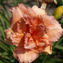 'Double Orange Wonder'