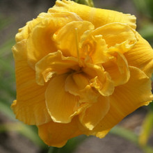 'Double Yellow Wonder'