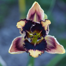 'Kaleidoscoop'