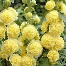 rosea 'Chaters Yellow' 