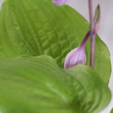 'Celtic Bouquet'