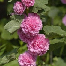 rosea 'Chaters Light Pink'