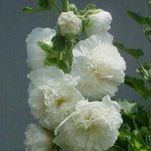 rosea Chaters 'White'