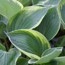 Hosta