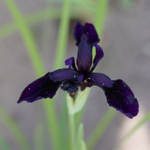 chrysographes 'Black Form'