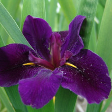 louisiana 'Black Gamecock'