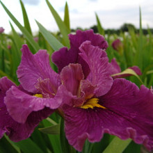 louisiana 'Jack Attack'