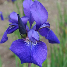 sibirica 'Blue King'