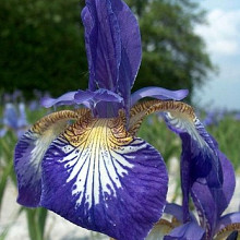 sibirica 'Flight of Butterflies'