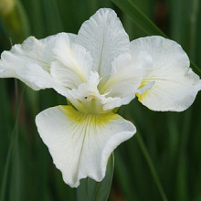 sibirica 'Harpswell Happiness'