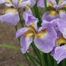 sibirica 'Rikugi Sakura'