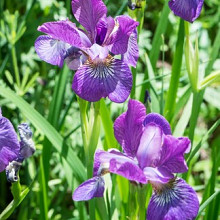 sibirica 'Wine wings'