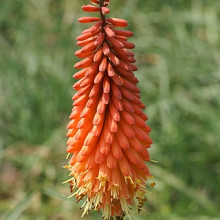 Kniphofia