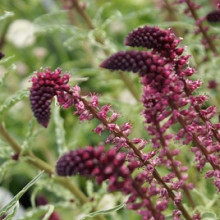 atropurpurea 'Beaujolais'