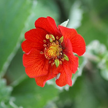 atrosanguinea 'Bonfire Red'