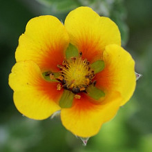 atrosanguinea 'Bonfire Orange'