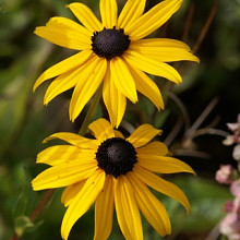 Rudbeckia