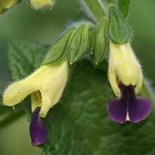 Salvia